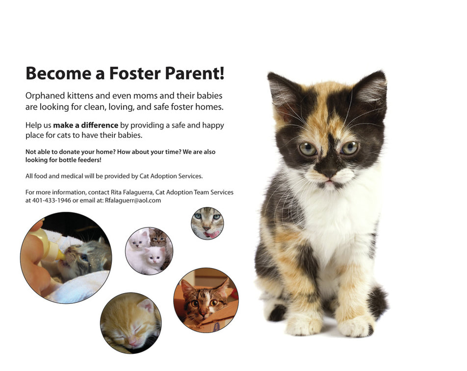 Cat Adoption Information: What You Need to Know